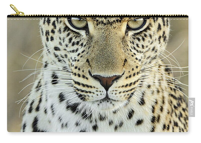 Fn Zip Pouch featuring the photograph Leopard Panthera Pardus Female #1 by Martin Van Lokven