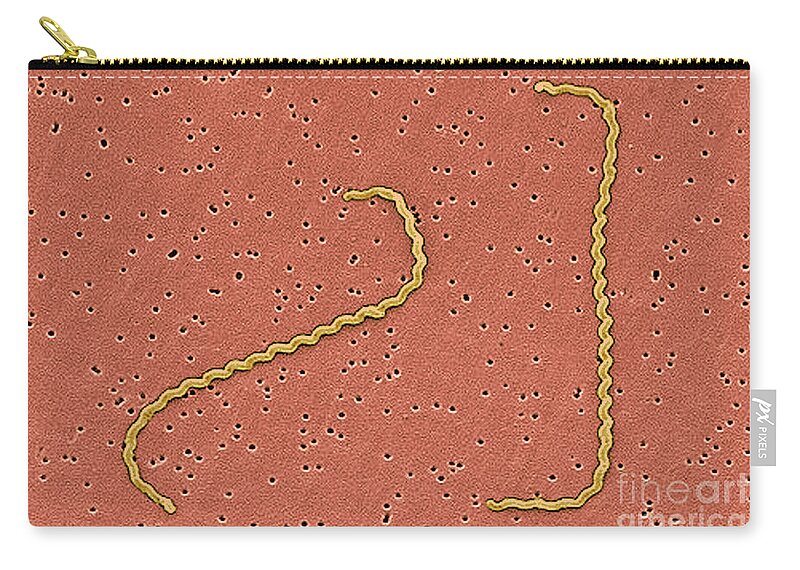 Bacteria Zip Pouch featuring the photograph Leptospira Interrogans #1 by Science Source