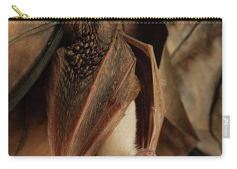 Mp Zip Pouch featuring the photograph Lesser Long-tongued Fruit Bat #1 by Ch'ien Lee