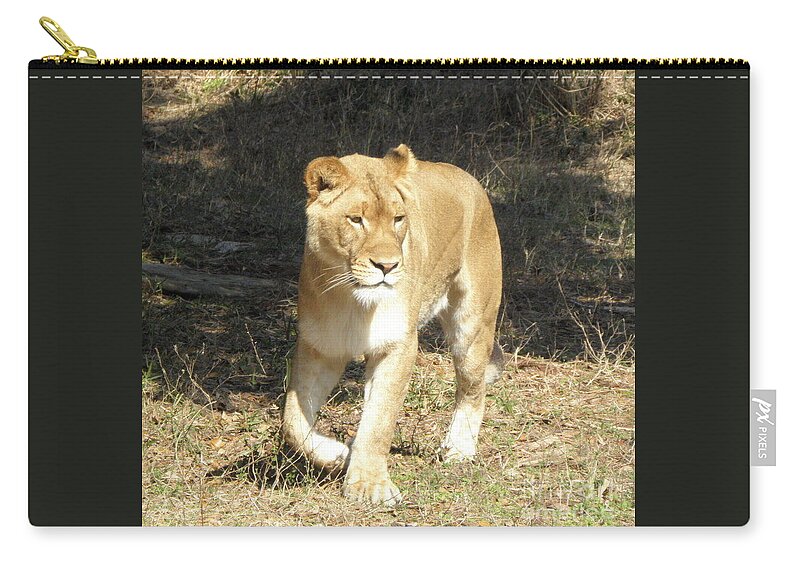 Lioness Zip Pouch featuring the photograph Lioness #1 by Kim Galluzzo
