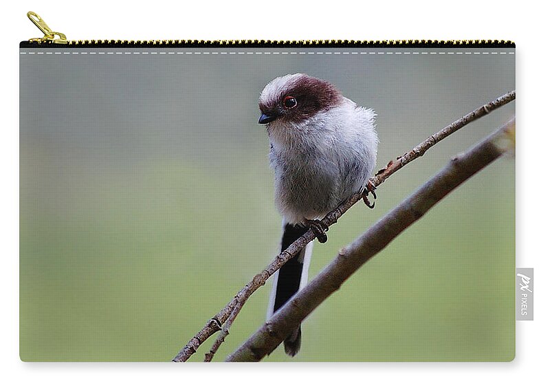 Long Tailed Tits Zip Pouch featuring the photograph Long tailed tit #1 by Gavin Macrae