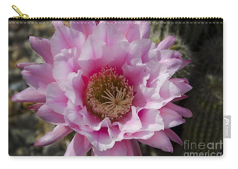 Pink Zip Pouch featuring the photograph Pink cactus flower #1 by Jim And Emily Bush
