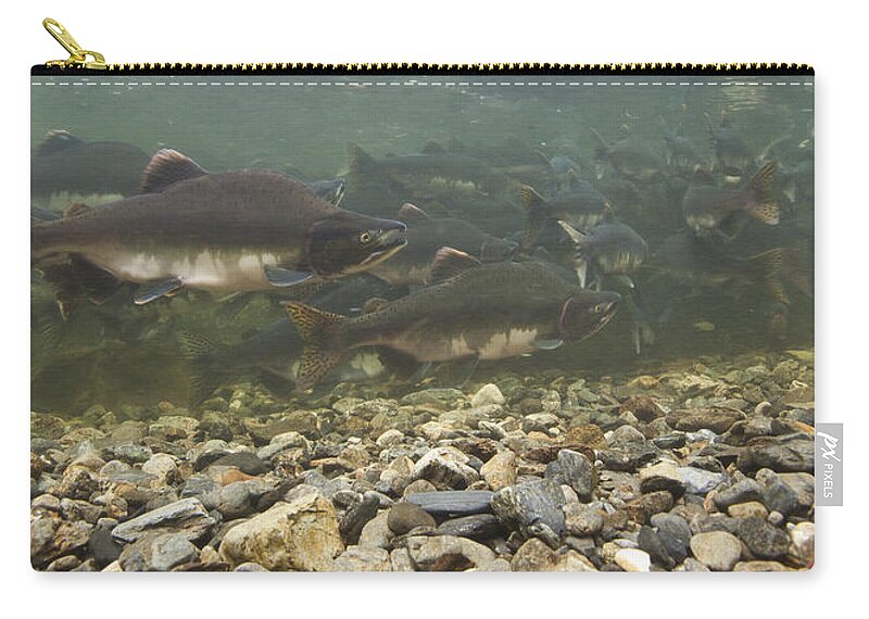 Mp Zip Pouch featuring the photograph Pink Salmon Oncorhynchus Gorbuscha #1 by Matthias Breiter
