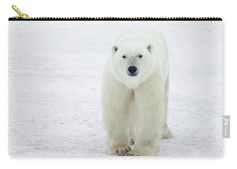 Mp Zip Pouch featuring the photograph Polar Bear Ursus Maritimus Male #1 by Matthias Breiter