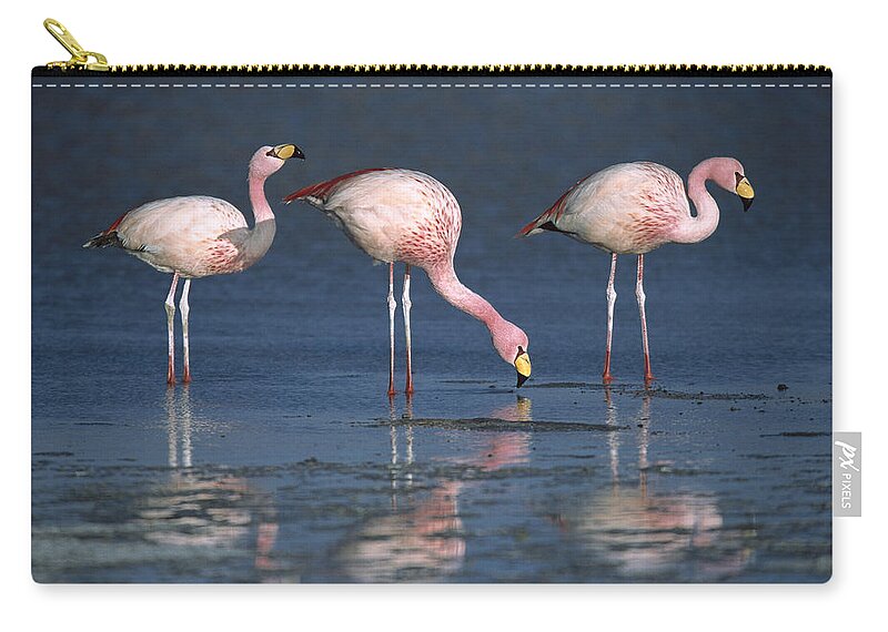 Mp Zip Pouch featuring the photograph Puna Flamingo Phoenicopterus Jamesi #1 by Tui De Roy