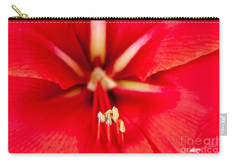 Dreamy Zip Pouch featuring the photograph Red Amaryliss #1 by Les Palenik