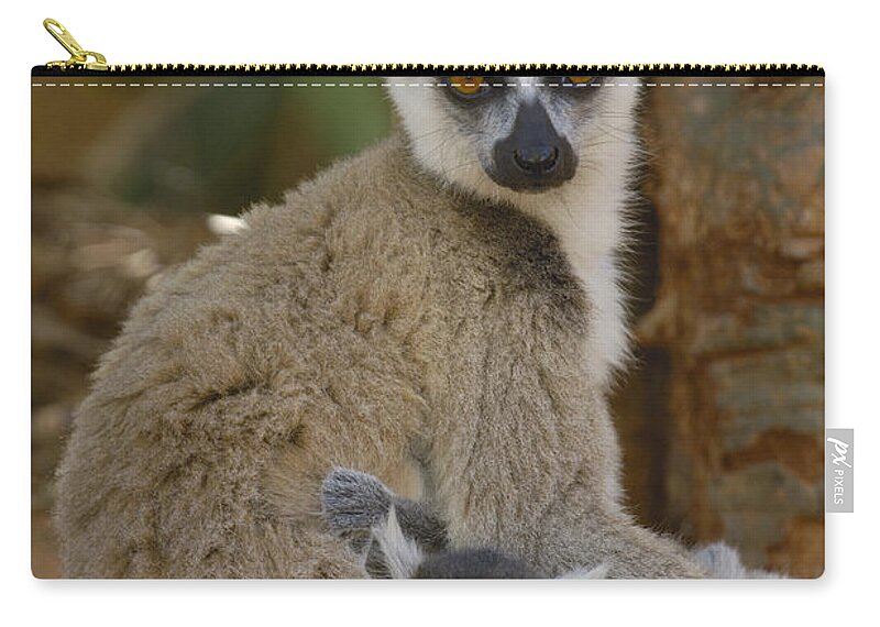 Mp Zip Pouch featuring the photograph Ring-tailed Lemur Lemur Catta Mother #1 by Pete Oxford