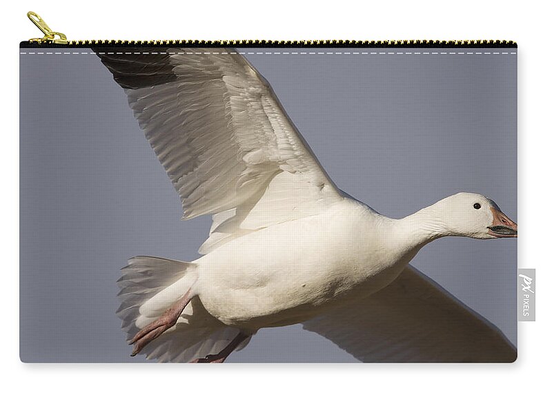 00465730 Zip Pouch featuring the photograph Snow Goose Flying Bosque Del Apache #1 by Sebastian Kennerknecht