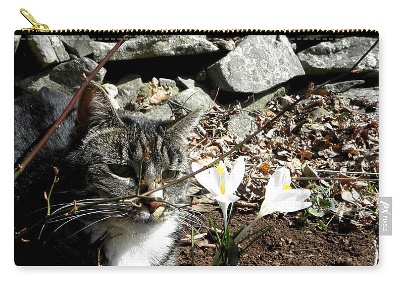 Kitty Zip Pouch featuring the photograph Spring kitty #1 by Kim Galluzzo
