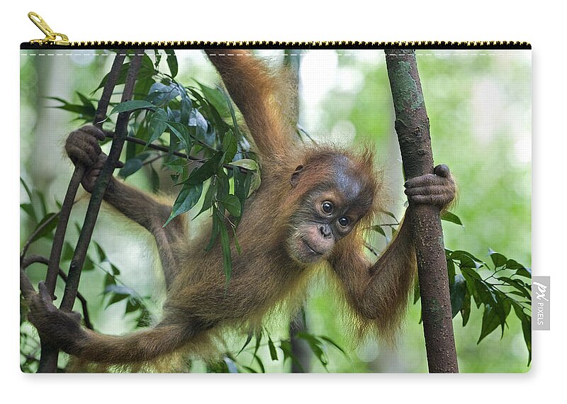 Mp Zip Pouch featuring the photograph Sumatran Orangutan Baby by Suzi Eszterhas