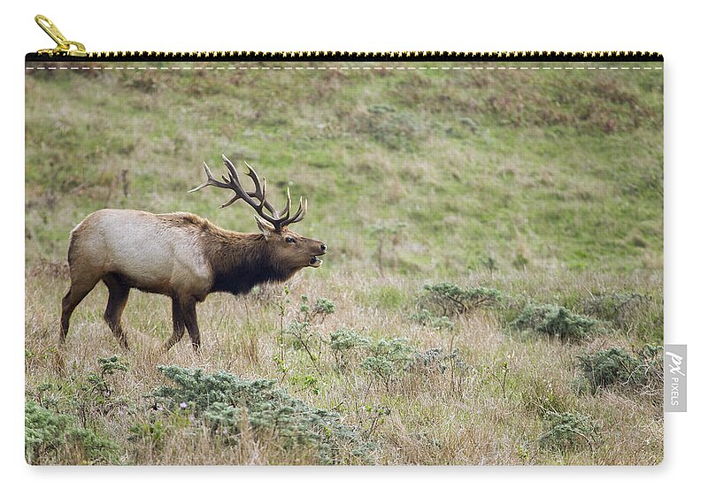00499826 Zip Pouch featuring the photograph Tule Elk Bull Bugling During Rut Point #1 by Sebastian Kennerknecht
