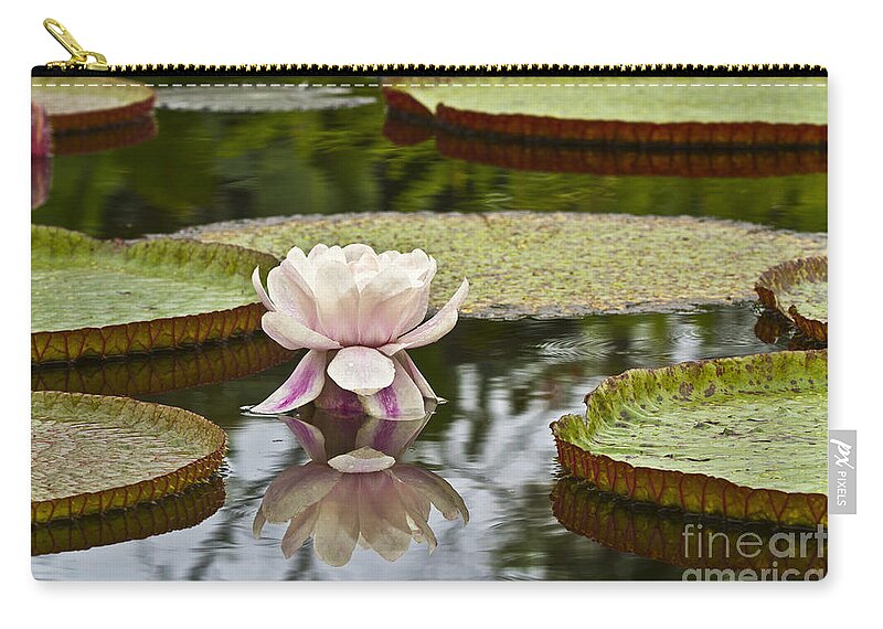 Victoria Zip Pouch featuring the photograph Victoria Amazonica Flowering by Heiko Koehrer-Wagner