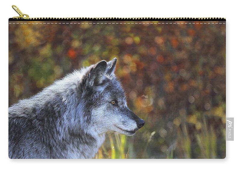 Autumn Zip Pouch featuring the photograph Wolf Canis Lupus Golden, British #1 by Richard Wear