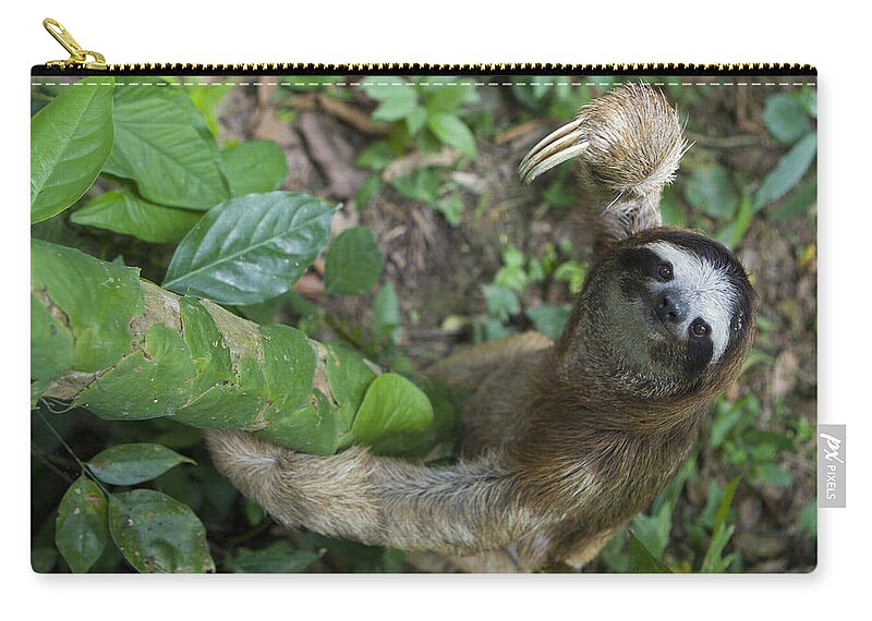 Mp Carry-all Pouch featuring the photograph Brown-throated Three-toed Sloth by Suzi Eszterhas