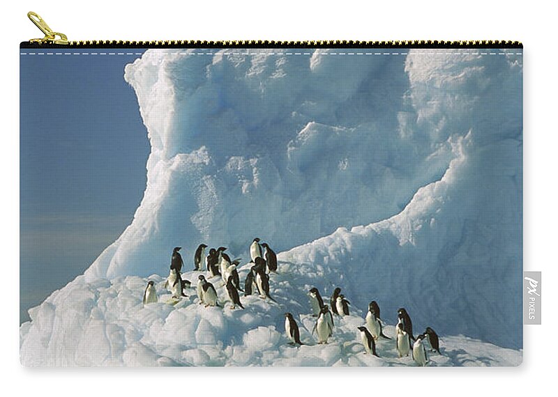 Hhh Zip Pouch featuring the photograph Adelie Penguin Pygoscelis Adeliae Group #2 by Colin Monteath