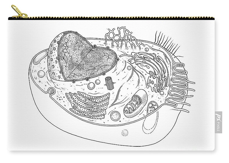 Animal Cell Diagram Wood Print by Science Source - Fine Art America