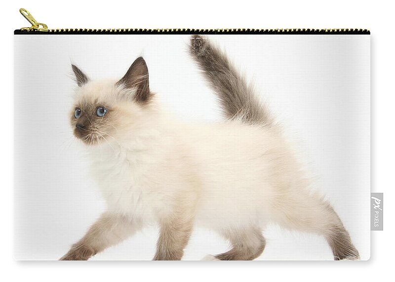 Animal Zip Pouch featuring the photograph Birman-cross Kitten #2 by Mark Taylor
