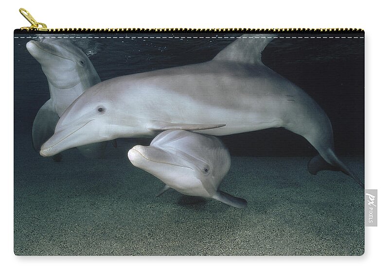 00087613 Zip Pouch featuring the photograph Bottlenose Dolphin Underwater Trio #2 by Flip Nicklin