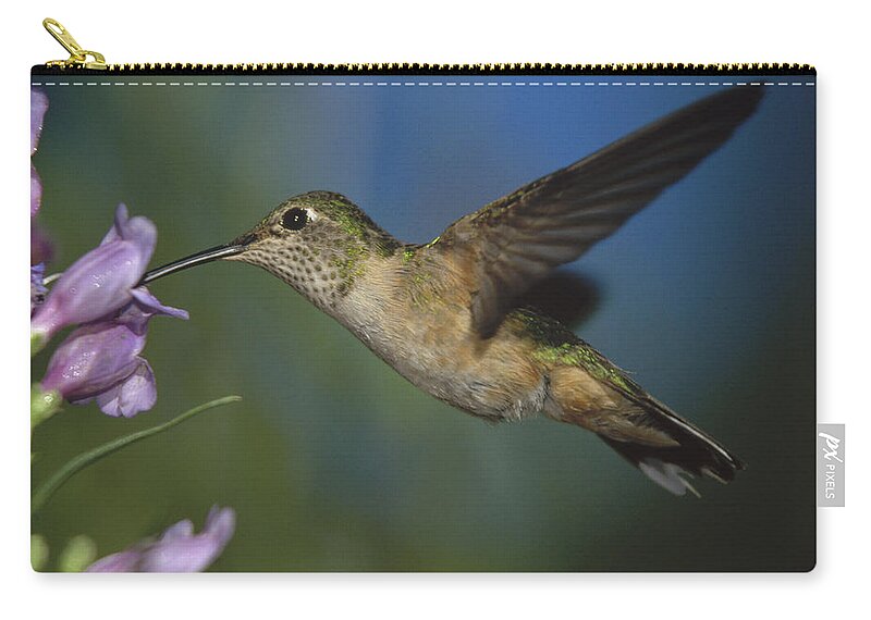 00170045 Zip Pouch featuring the photograph Broad Tailed Hummingbird Feeding #2 by Tim Fitzharris