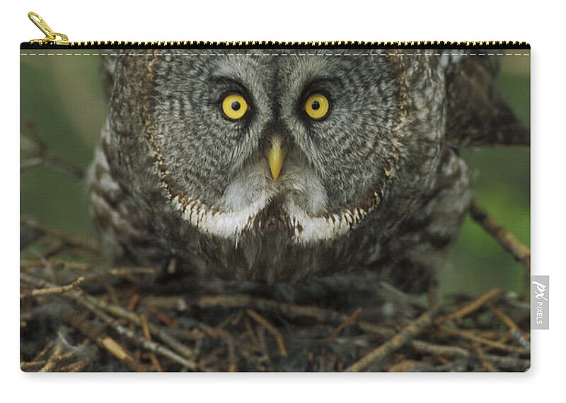 Mp Zip Pouch featuring the photograph Great Gray Owl Strix Nebulosa Parent #2 by Michael Quinton