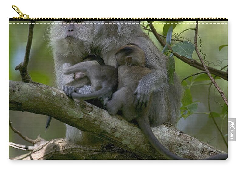 Mp Zip Pouch featuring the photograph Long-tailed Macaque Macaca Fascicularis #2 by Cyril Ruoso