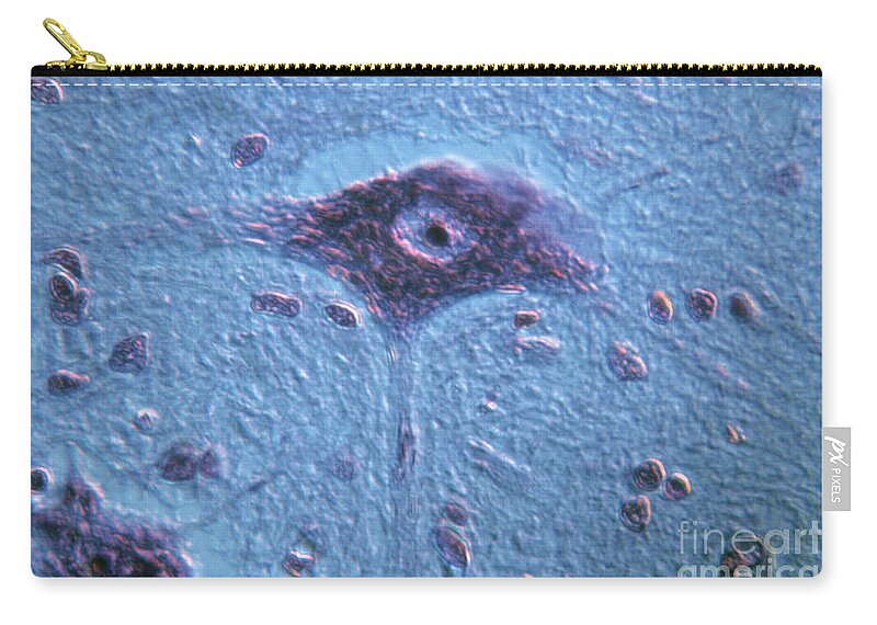 Neuron Zip Pouch featuring the photograph Neurons #2 by Eric V. Grave