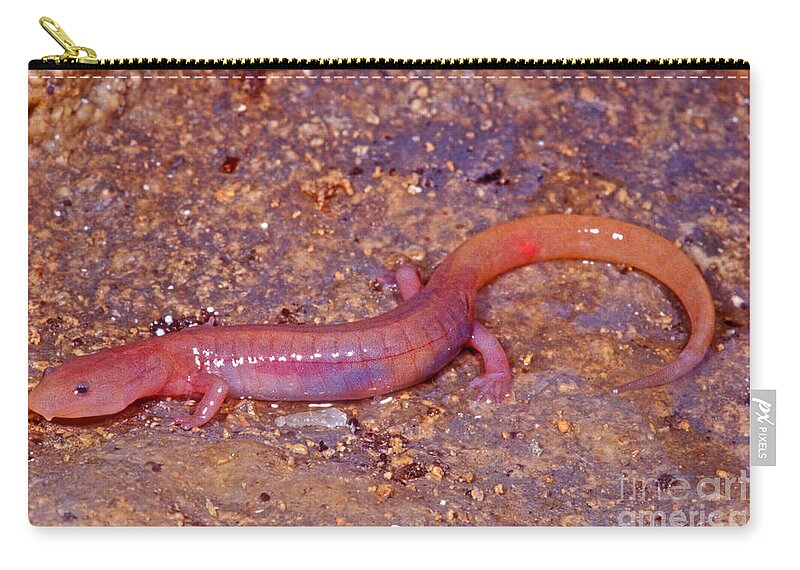 Eurycea Spelaea Zip Pouch featuring the photograph Ozark Blind Cave Salamander #2 by Dante Fenolio