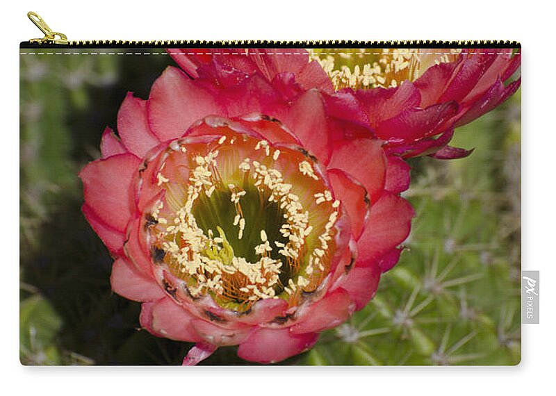 Cactus Zip Pouch featuring the photograph Red cactus flowers #2 by Jim And Emily Bush