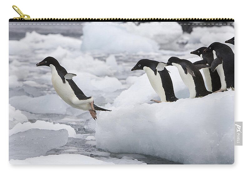 00444044 Zip Pouch featuring the photograph Adelie Penguins Diving Off Iceberg #3 by Suzi Eszterhas