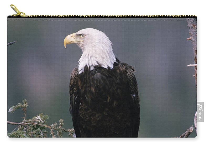 Mp Zip Pouch featuring the photograph Bald Eagle Haliaeetus Leucocephalus #3 by Michael Quinton