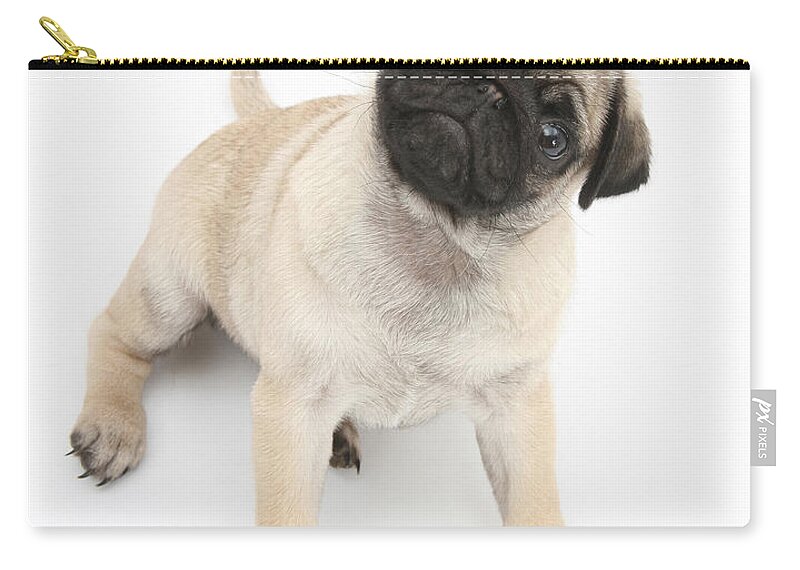 Dog Zip Pouch featuring the photograph Fawn Pug Pup #3 by Mark Taylor