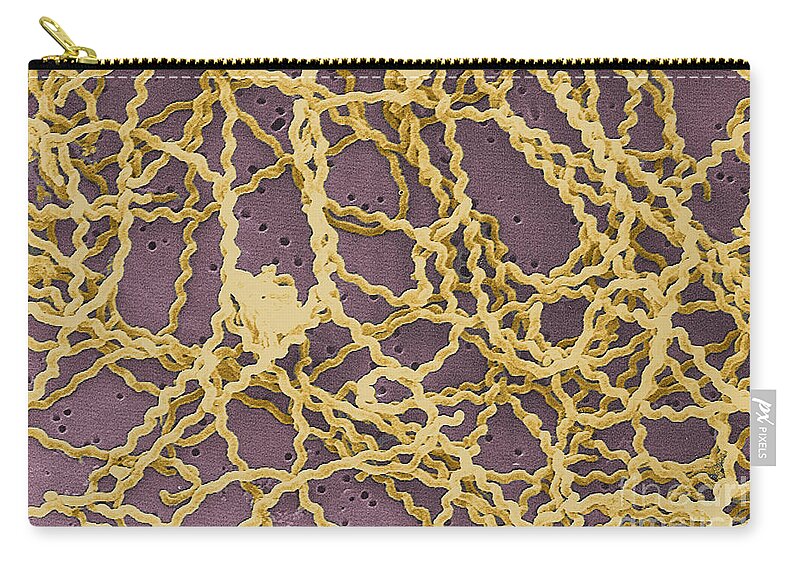 Bacteria Zip Pouch featuring the photograph Leptospira #3 by Science Source