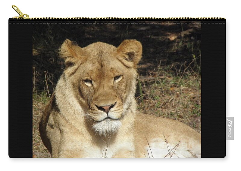 Lioness Zip Pouch featuring the photograph Lioness #3 by Kim Galluzzo