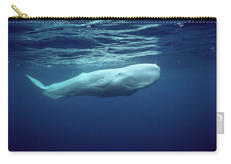 00270023 Zip Pouch featuring the photograph White Sperm Whale #2 by Hiroya Minakuchi