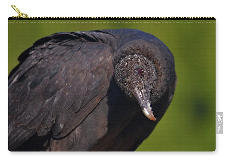  Zip Pouch featuring the photograph 37- Black Vulture by Joseph Keane