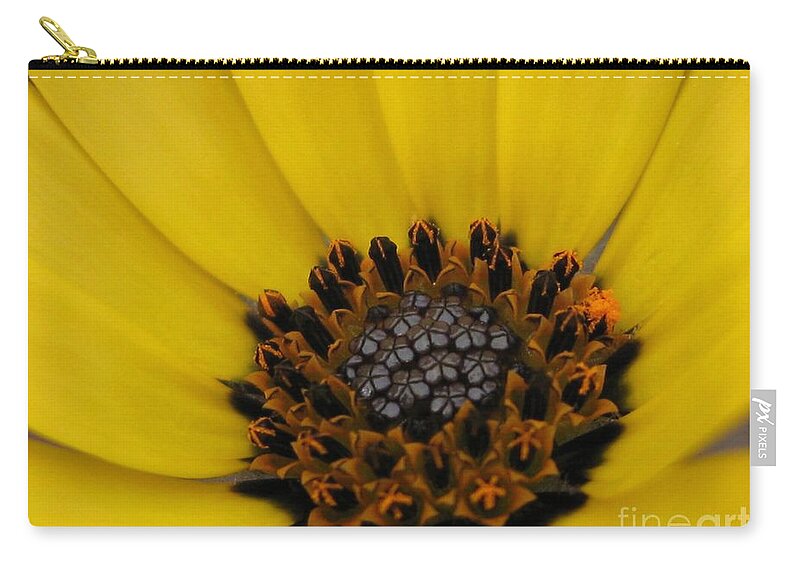 Osteospermum Zip Pouch featuring the photograph African Daisy named African Sun #4 by J McCombie