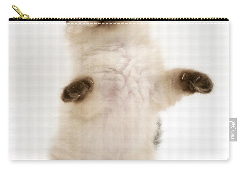 Domestic Zip Pouch featuring the photograph Birman-cross Kitten #6 by Jane Burton