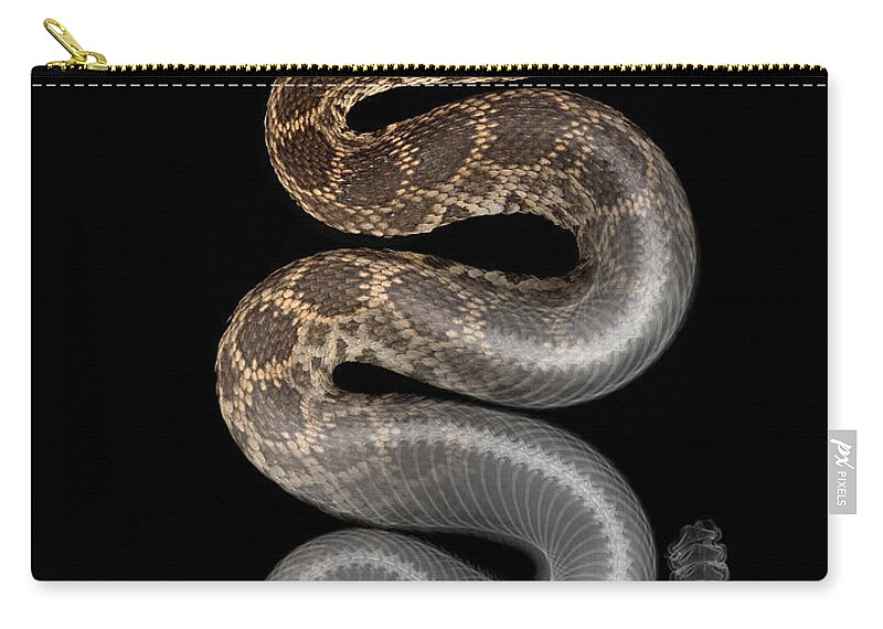 Crotalus Oreganus Helleri Zip Pouch featuring the photograph X-ray of Southern Pacific Rattlesnake by Ted Kinsman