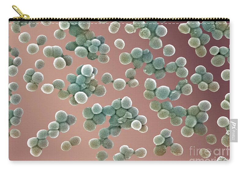 Methicillin-resistant Staphylococcus Aureus Zip Pouch featuring the photograph Methicillin-resistant Staphylococcus #47 by Science Source