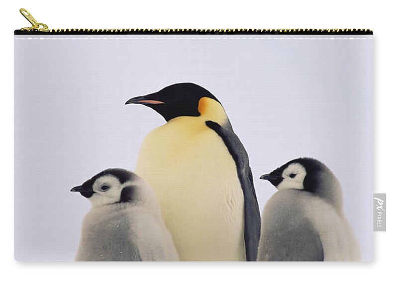 Mp Zip Pouch featuring the photograph Emperor Penguin Aptenodytes Forsteri #5 by Konrad Wothe