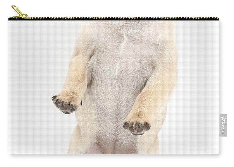 Dog Zip Pouch featuring the photograph Fawn Pug Pup #5 by Mark Taylor