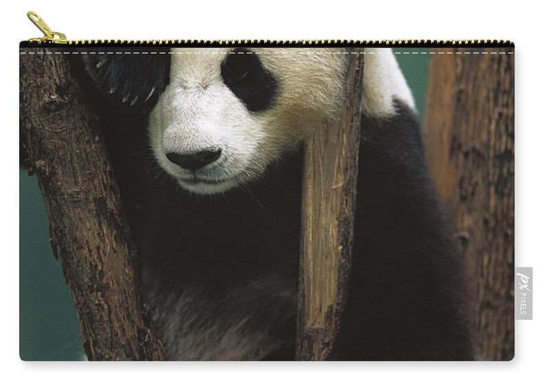 Mp Zip Pouch featuring the photograph Giant Panda Ailuropoda Melanoleuca #5 by Cyril Ruoso