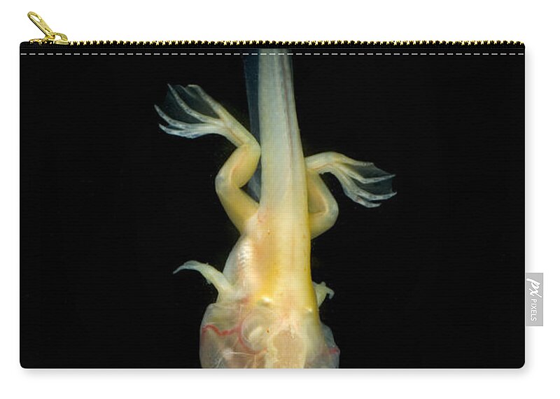 African Clawed Frog Zip Pouch featuring the photograph African Clawed Frog Tadpole #7 by Dante Fenolio