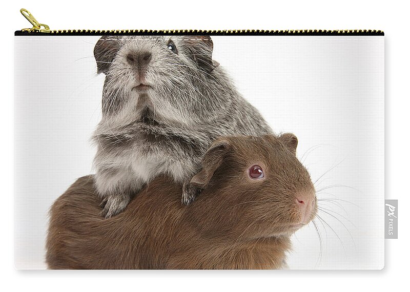 Animal Zip Pouch featuring the photograph Guinea Pigs #7 by Mark Taylor