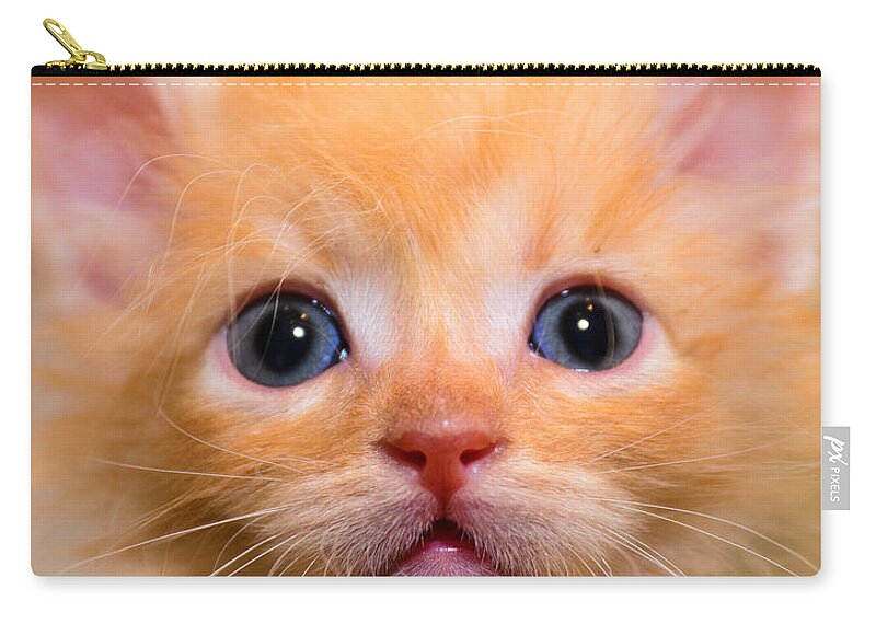 Animal Zip Pouch featuring the photograph Kitty #7 by Michael Goyberg