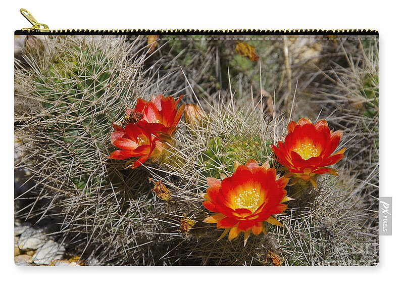 Red Zip Pouch featuring the photograph Red cactus flowers #7 by Jim And Emily Bush