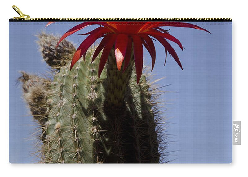 Pink Zip Pouch featuring the photograph Pink cactus flower #9 by Jim And Emily Bush