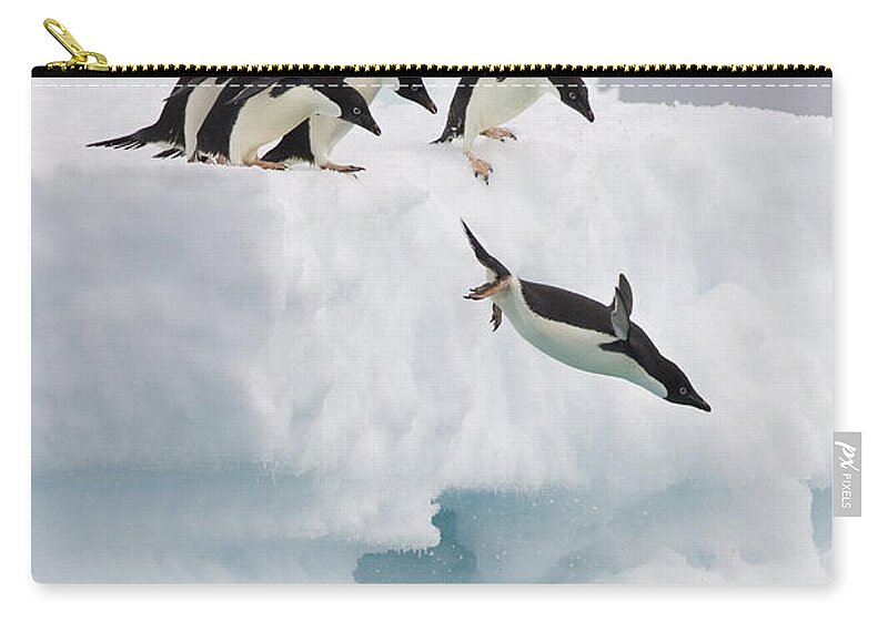 00761831 Carry-all Pouch featuring the photograph Adelie Penguin Diving Antarctica by Suzi Eszterhas