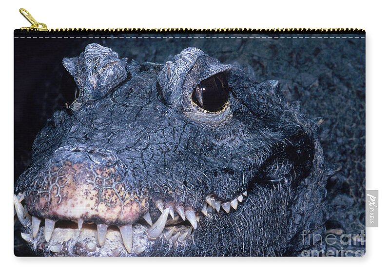 African Dwarf Crocodile Zip Pouch featuring the photograph African Dwarf Crocodile by Dante Fenolio