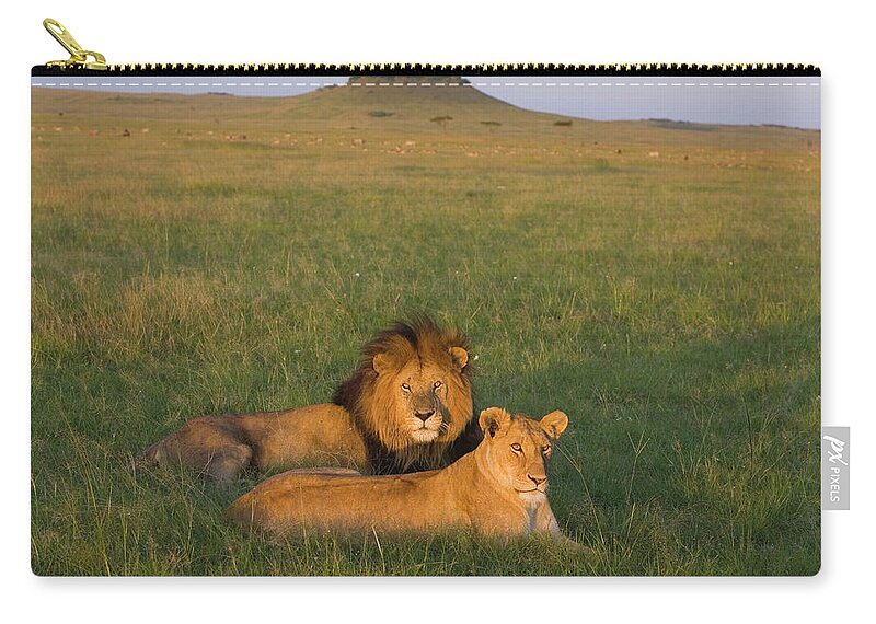Mp Zip Pouch featuring the photograph African Lion Panthera Leo Male by Suzi Eszterhas